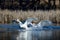 Mute swan in spring in a pond