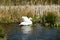 Mute Swan stretching its wings in the sun