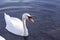 Mute swan swim ahead high angle view. Elegant bird close up with droplets of water on head.