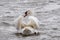 A mute swan swimming