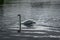 Mute Swan swimming