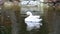 Mute swan swimming in dark water at sunset. the white swan drinks water