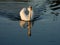 Mute swan swimming on evening lake 2