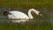 Mute swan swimming on flood in green spring environment