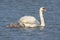 Mute Swan Swimming with four Young Cygnets