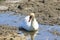 Mute swan swimming in freshwater stream