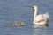 Mute Swan Swimming with  A Group of Young Cygnets