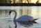 Mute swan swimming on a lake