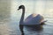 Mute swan swimming on a lake