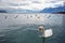 The Mute Swan swimming in lake Geneva