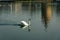 A mute swan is swimming in the lake in the park Pildammsparken in MalmÃ¶, Sweden, on a cold spring day