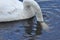 Mute swan swimming on the lake, river. A snow-white bird with a long neck, forming a loving couple and caring family