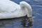 Mute swan swimming on the lake, river. A snow-white bird with a long neck, forming a loving couple and caring family