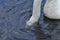 Mute swan swimming on the lake, river. A snow-white bird with a long neck, forming a loving couple and caring family