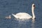 Mute Swan Swimming with one Young Cygnet