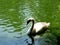 The Mute swan swimming in the park\\\'s pond