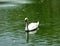 The Mute swan swimming in the park\\\'s pond