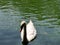The Mute swan swimming in the park\\\'s pond