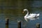 Mute swan swimming on a pond in summer, with wooden posts jutting from water