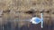 Mute Swan swims slowly to right side in golden calm water