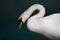 Mute Swan on teal Background