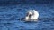 Mute Swan in Threat Posture on a Blue Lake