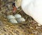 Mute Swan With Unhatched Eggs