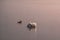 Mute swan wading in a deep lake