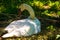 Mute swan warming egg