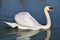 Mute swan on water