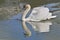 Mute swan on water