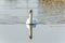 Mute swan on the water surface