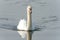 Mute swan on the water surface