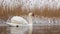 A mute swan in the water in winter