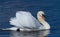 Mute swan in the waters of the morning river