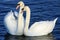 Mute Swans