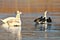 Mute swans and coots on frozen pond