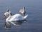 Mute swans and cygnets swim in the lake, shallow DOF, selective focus