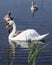 Mute swans and cygnets swim in the lake, shallow DOF, selective focus