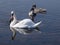 Mute swans and cygnets swim in the lake, shallow DOF, selective focus