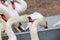 Mute swans cygnus olor