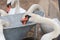 Mute swans cygnus olor