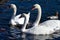 Mute swans and Eurasian carps