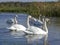 Mute swans, family of five, two parents and three juvenile chicks, swimming in a  pond with ripple water