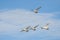 Mute swans in flight