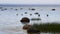 Mute swans near the seashore