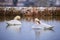 Mute swans preening feathers in  winter season