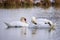 Mute swans preening feathers in  winter season