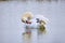 Mute swans preening feathers in  winter season