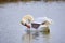 Mute swans preening feathers in  winter season
